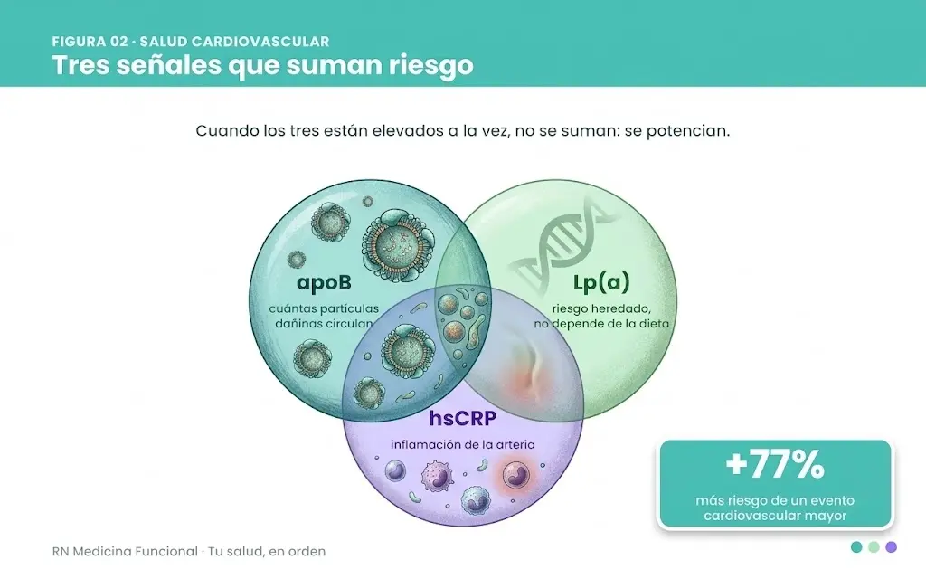 apoB, Lp(a) y hsCRP elevados juntos aumentan 77% el riesgo cardiovascular