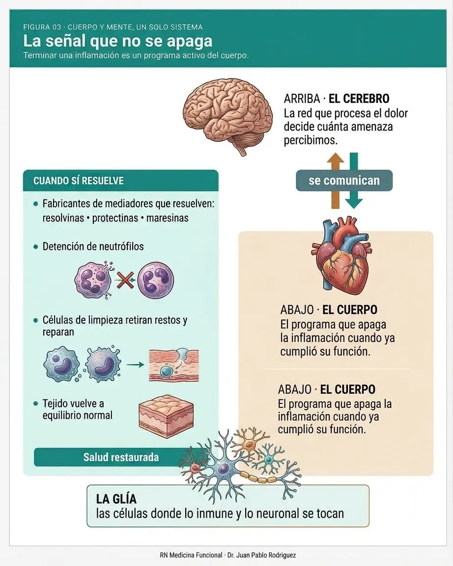 conexión entre la red del dolor del cerebro y la inflamación del cuerpo (la glía)